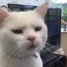 Cat for Lyfe's profile picture
