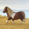 PrancingPony's profile picture