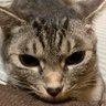 アヤチョフ(ちょふV3) profil fotoğrafı