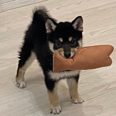 MochiKuroshiba's profile picture