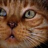 scorp_ Make 1984 Fiction Again 🌿 Ⓥ  profil fotoğrafı