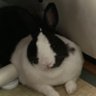 再び忍び寄る肉球's profile picture