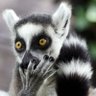 Фото профиля Lemur Republicano