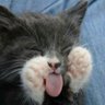 Profilbild von Carmeta Gata Parda