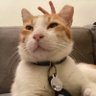 Profilbild von Hakshuri