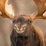 x - Moose's profile picture