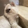 Mocha's profile picture