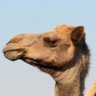 Jatin Rabeih profil fotoğrafı