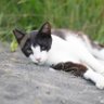 Фото профиля ねこ