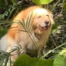 Фото профиля Golden Gordo