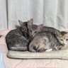 Фото профиля ただの老ヲタ