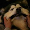 Profilbild von 黑月