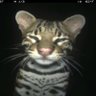 wolfy profil fotoğrafı