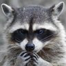 SPASS's profile picture