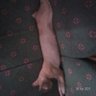 koetjil's profile picture