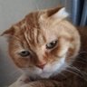 🐝MoMoネコ🐝 カロゼロ同盟 監査室長 的头像