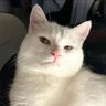 iKAEW Huruhuru profil fotoğrafı