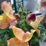 Фото профиля zevalica( snapdragon)