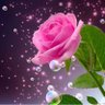 Фото профиля زهرة🌺الربيع