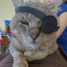 Chelo profil fotoğrafı