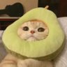 Nou-1 profil fotoğrafı