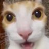 PandoraDOX's profile picture