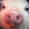 chaos's profile picture