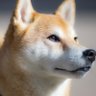 イッチ profil fotoğrafı