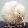 STOLkiwi 的头像