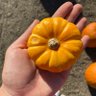 pumpkincutiepie's profile picture