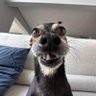 Bongiwe Nkosi profil fotoğrafı