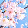 さくら profil fotoğrafı