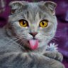 adonis's profile picture