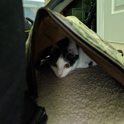 funtapaz's profile picture
