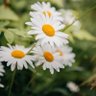 Фото профиля Daisy