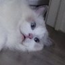 暮れの森's profile picture
