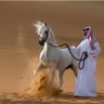 شامان's profile picture