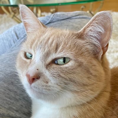 yoi_hibino's profile picture