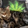 Maine Coon Cats 的头像
