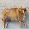 gordoDaGalera2's profile picture