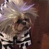 Roxxy's profile picture