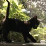 Фото профиля mew树