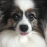 椿もちたろう 的头像