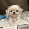 ペキチワのむぎくん profil fotoğrafı