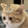 撸撸羞(ម្ចាស់ស្រី)'s profile picture