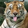 Allan michael Anguiano martinez's profile picture