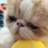 Macommm profil fotoğrafı