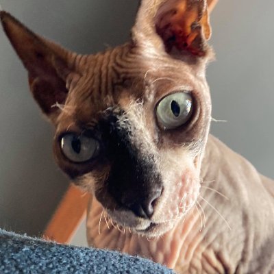 Criticyze's profile picture