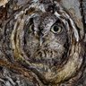 Фото профиля Klaus Winchester 🇪🇺🇺🇦🇬🇱🎮🌍🌏🦀🦄🌲🐿️🦜🦉