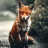 Fiery Fox's profile picture